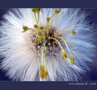 پای کره اسبی